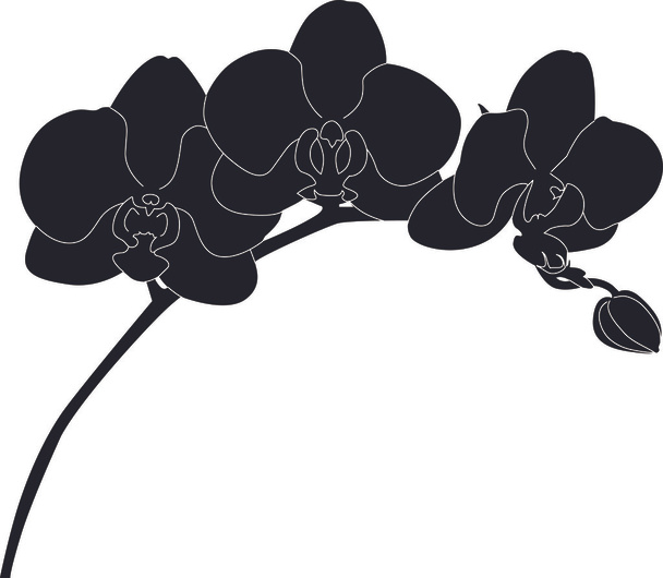 Орхидея
 - Вектор,изображение