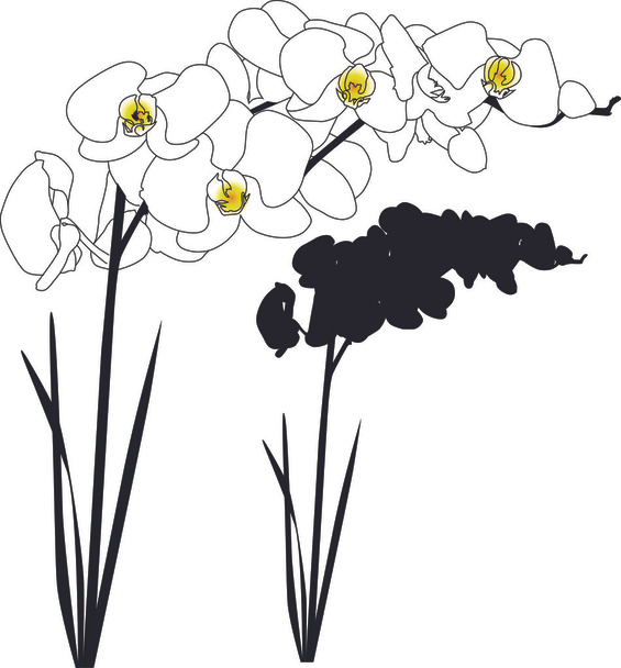 ορχιδέα λουλούδι - Διάνυσμα, εικόνα