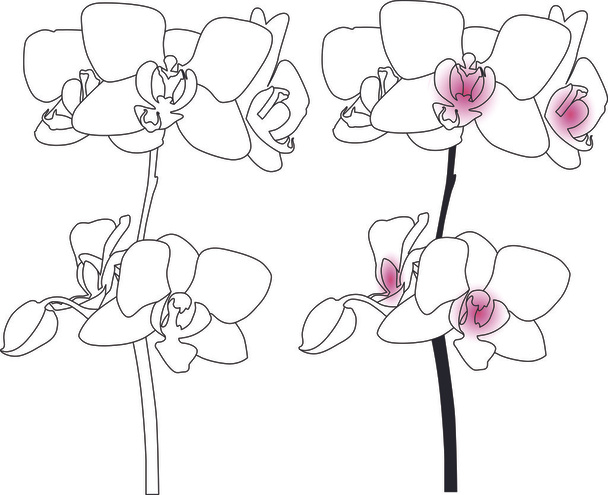 orchidea kwiat - Wektor, obraz
