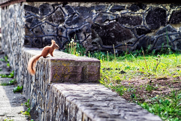 Écureuil assis sur un rocher dans le parc
 - Photo, image