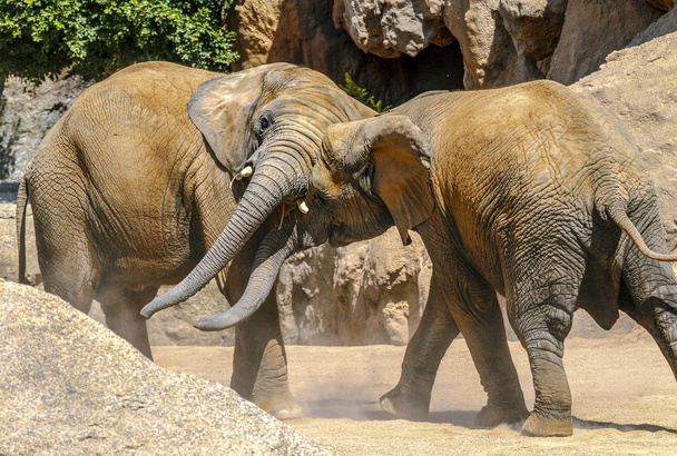 Elefante africano pareja jugando con las indicaciones
 - Foto, Imagen