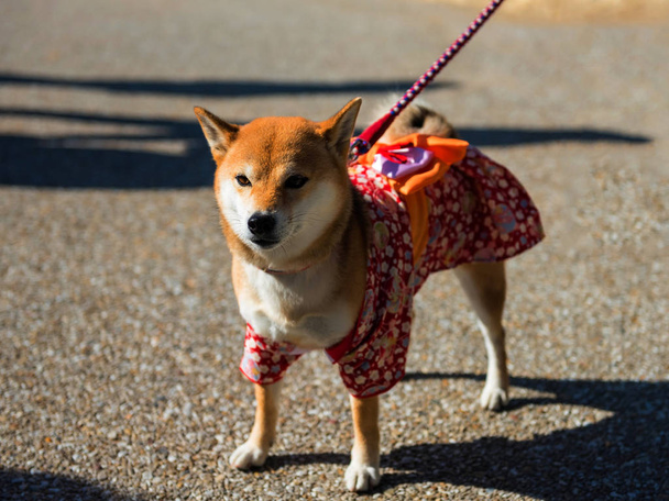 Σίμπα Ινού σκυλί με Yukata - Φωτογραφία, εικόνα