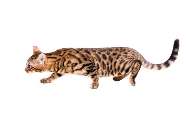 Bengal kitten, 5 months old, in front of white background - Photo, Image