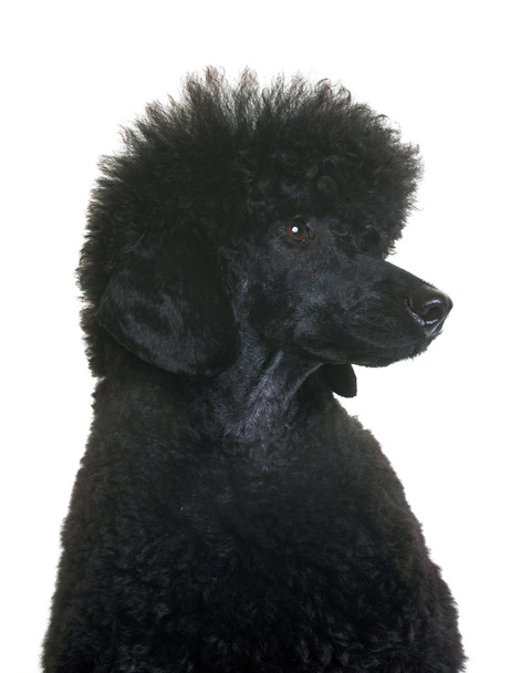 black dwarf poodle - Photo, Image