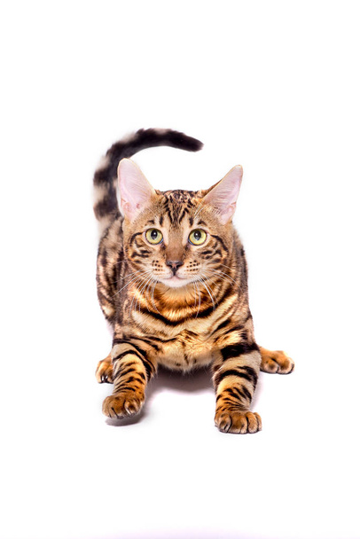 Bengal kitten, 5 months old, in front of white background - Photo, Image