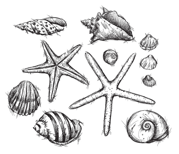 Selection of sea shells drawings - Vector, Image