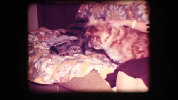 Vintage 8mm. Mujer acariciando perro y gato
 - Metraje, vídeo