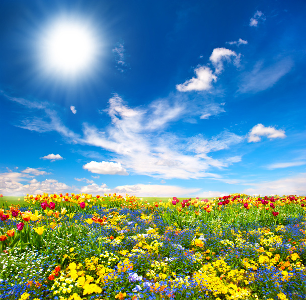 kukkapenkkiin. värikkäitä kukkia sinisen taivaan yllä
 - Valokuva, kuva