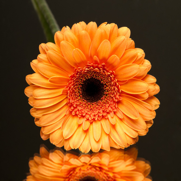 flower - Photo, Image