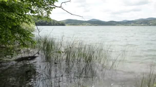 ラーハ湖 (Laacher 参照)、ドイツの典型的なカルデラ湖。古い水でドリフト木製ツリー. - 映像、動画