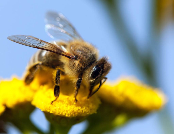 Ape o ape da miele in latino Apis Mellifera - Foto, immagini