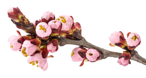 Albaricoque en flor de ramita
 - Foto, Imagen