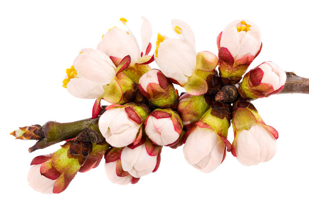 Цветочный абрикос
 - Фото, изображение