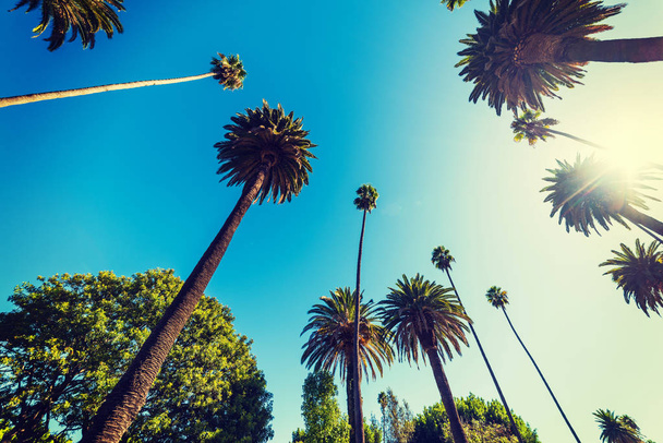 Palmeiras altas em Beverly Hills
 - Foto, Imagem