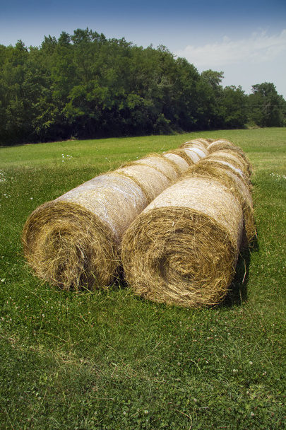 Bales of hay - Photo, Image