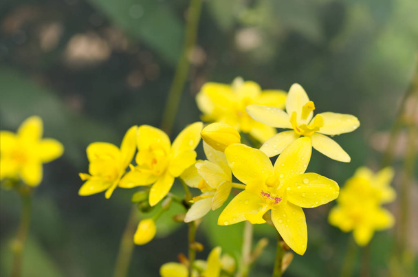 Желтые цветы орхидеи (Spathoglottis Blume
) - Фото, изображение