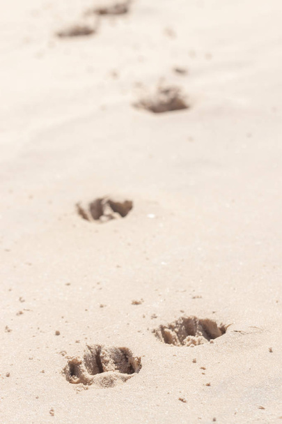 Ślady stóp psa na piasku - Zdjęcie, obraz