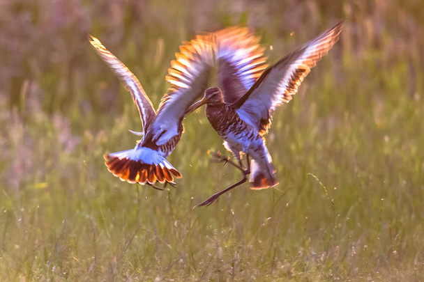 Dos machos de cola negra Godwit aves zancudas luchando en la madrugada
 - Foto, imagen