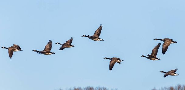 Канадские гуси в воздухе
 - Фото, изображение