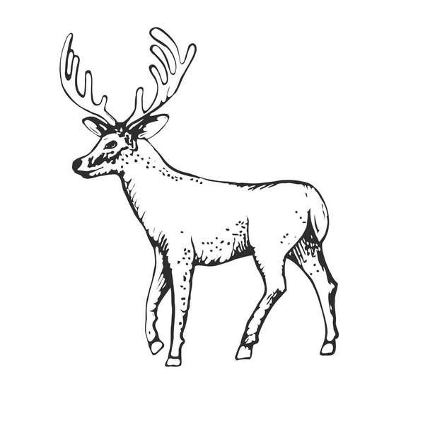 Grawerowanie stylu vintage ilustracji, wyciągnąć rękę, szkic Deer - Wektor, obraz