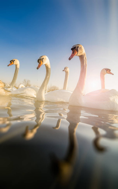 Група лебедів на річці
 - Фото, зображення