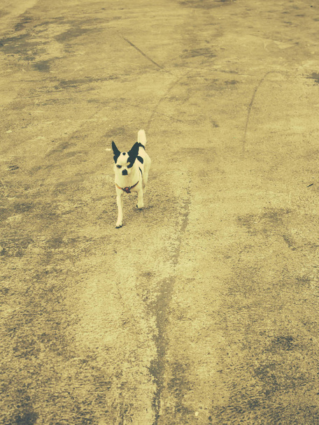 Hond chiguagua straat - Foto, afbeelding