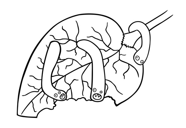 honger wormen - Vector, afbeelding