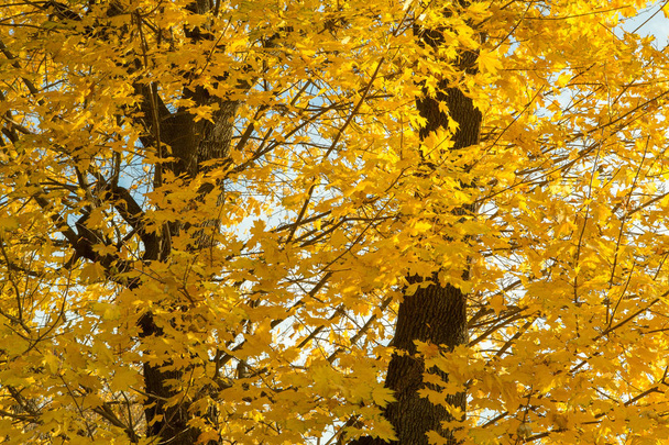 Outono árvores amarelas e céu azul
 - Foto, Imagem