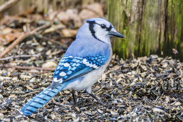 Blue Jay Looking For Seeds - Photo, Image