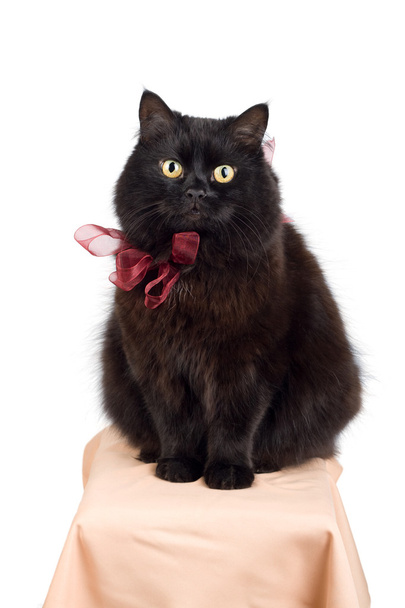 Funny black cat wearing red bow isolated - Zdjęcie, obraz