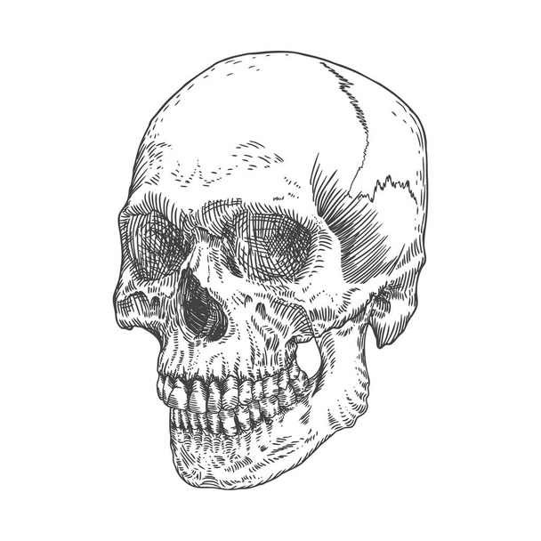 Anatomic skull sketch - Vektör, Görsel