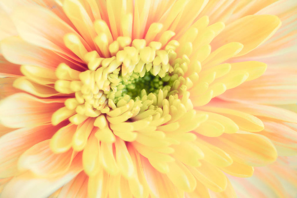 Közelről háttér sárga krizantém virág, makró - Fotó, kép