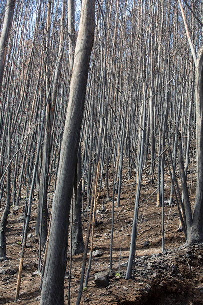 Világ örökség erdők Madeira rettenetesen tüzek 2016-ban elpusztult. Néhány fák hatalmas lesz az élet, és túlélte a katasztrófa. - Fotó, kép