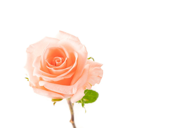 Coral rose  on white - Photo, image