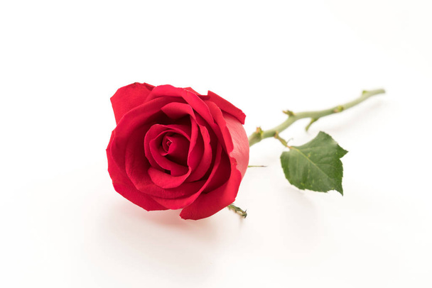 red rose on white - Foto, Bild