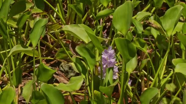 hiacynt kwiat wśród długich liści - Materiał filmowy, wideo