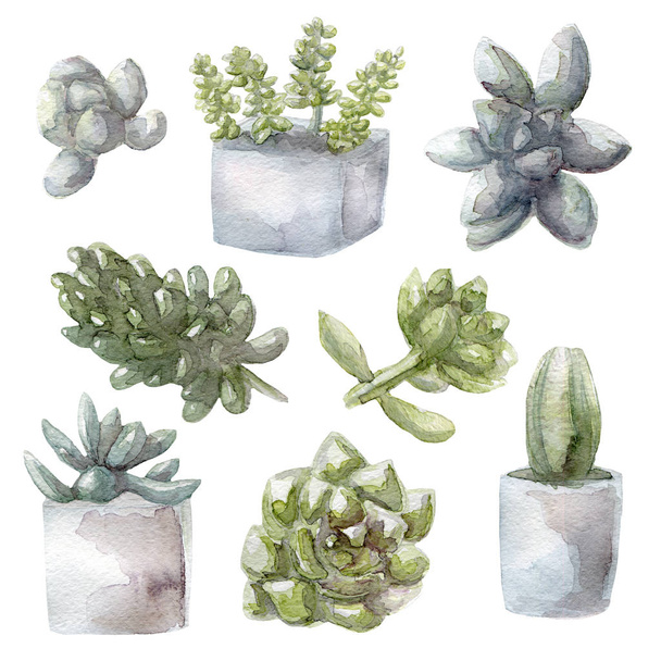 acquerello piante succulente verde raccolta illustrazione, isolato su sfondo bianco
 - Foto, immagini