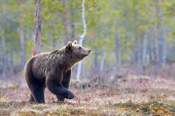 Medvěd hnědý v tajgy - Fotografie, Obrázek