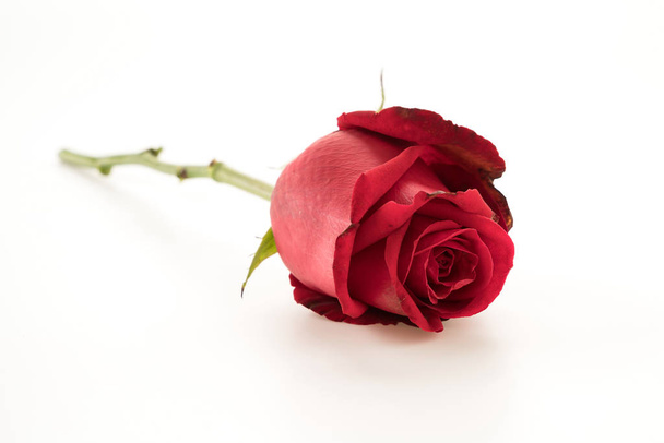 red rose on white - Zdjęcie, obraz