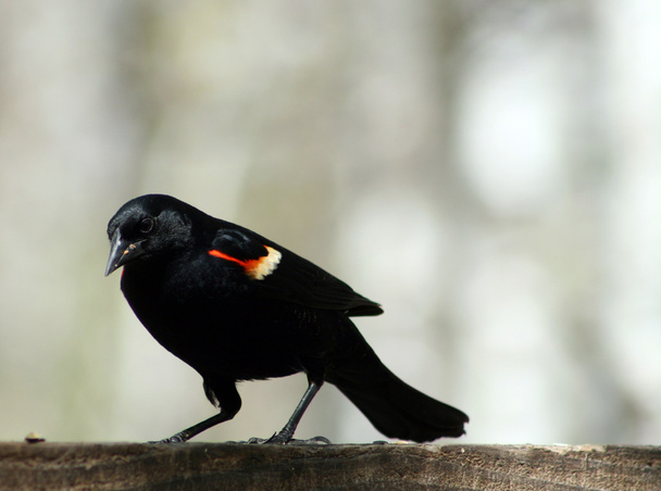 Pájaro negro alado rojo recogiendo semillas
 - Foto, imagen