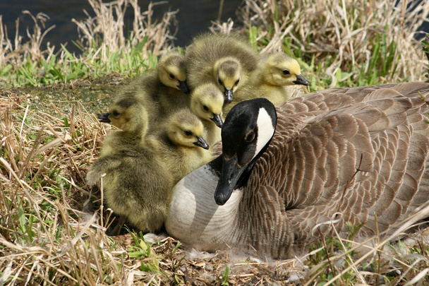 Ganso de Canadá y seis Goslings
 - Foto, Imagen