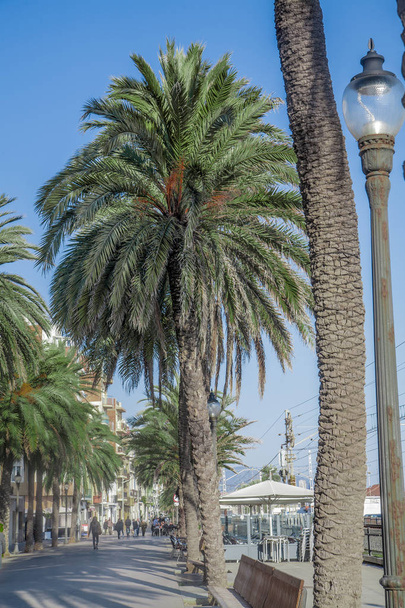 Seaside promenade in Badalona surrounded by palm trees under blue skies - Fotoğraf, Görsel