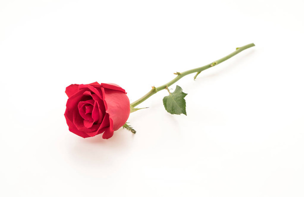red rose on white - Фото, зображення
