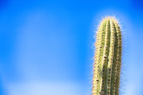   hoja abstracta de cactus planta y luz
 - Foto, Imagen