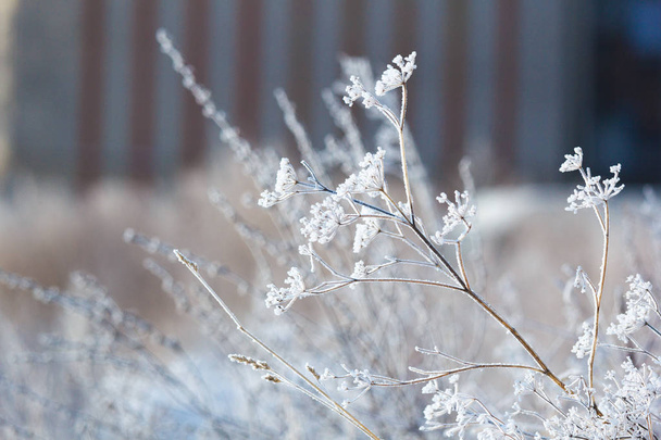 A detailed image of a frozen plant - Photo, Image
