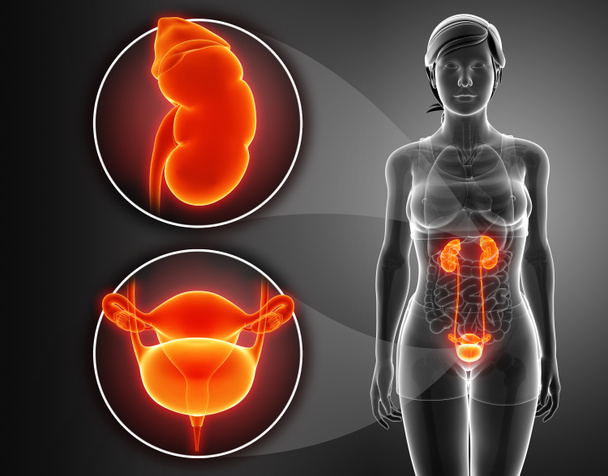 女性の腎系の解剖学 - 写真・画像