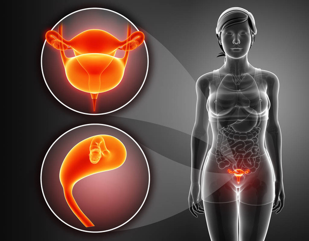 Anatomia del sistema renale femminile
 - Foto, immagini