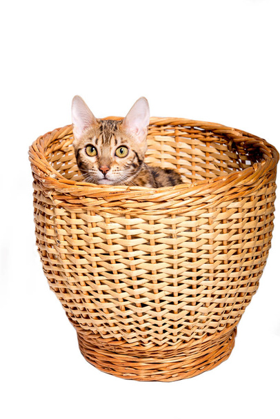 gatinho de bengala de raça pura no cesto. isolado
 - Foto, Imagem
