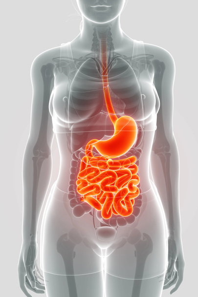 Rendering 3d di anatomia dell'intestino tenue
 - Foto, immagini