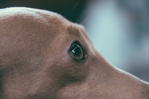 Закри очей від італійського грейхаунда собака - Фото, зображення